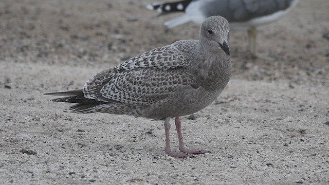 Goéland arctique (thayeri) - ML384606161