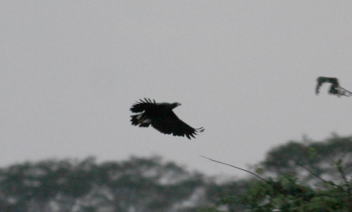 Great Black Hawk - ML38460621