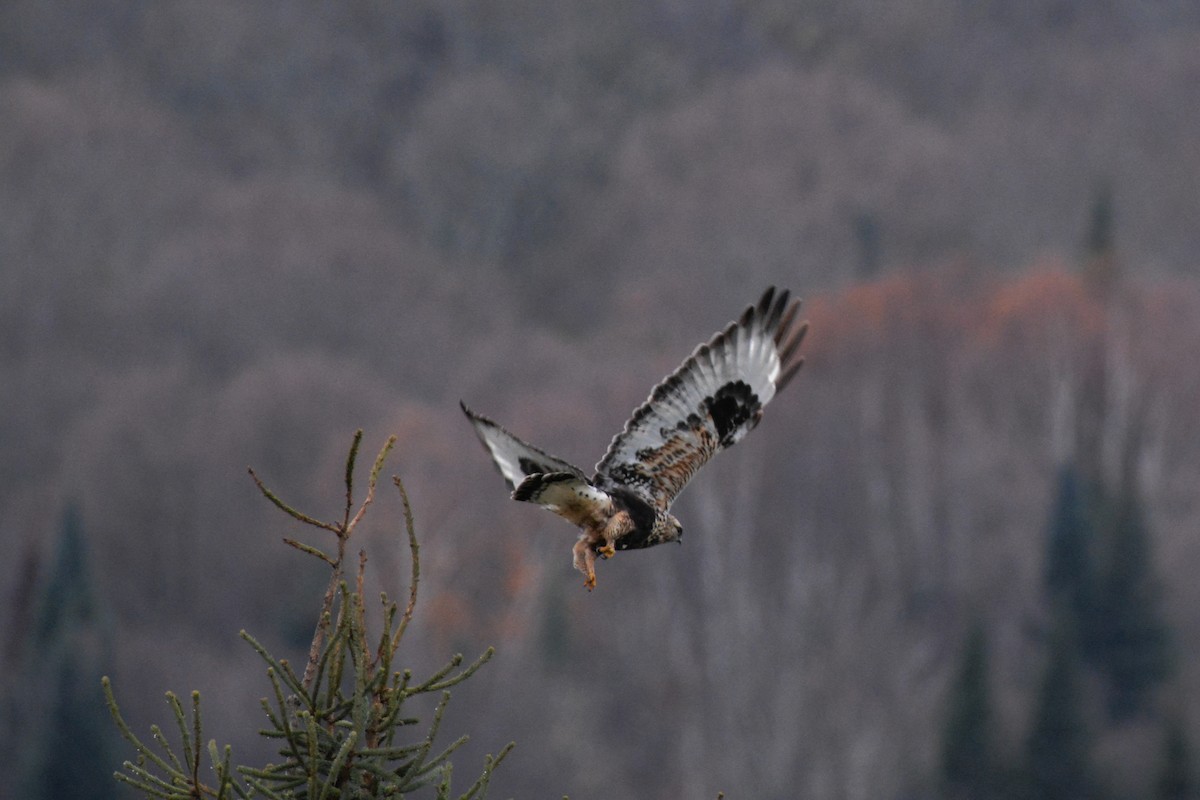 Rough-legged Hawk - ML38460631