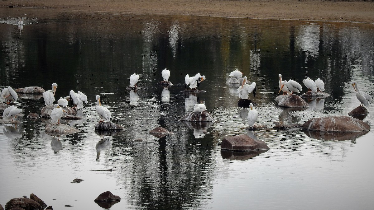 American White Pelican - Pat McGrane