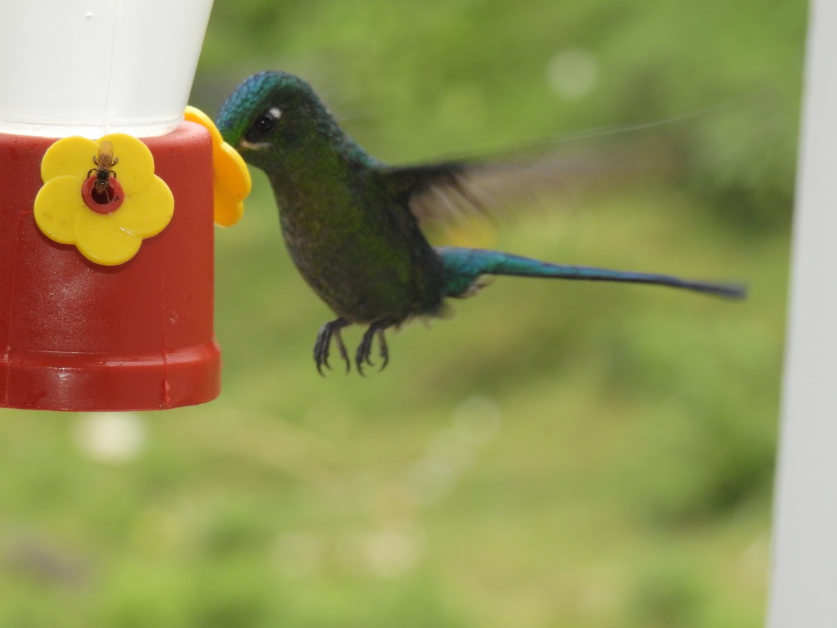 Long-tailed Sylph - Julián Arbeláez Aristizábal