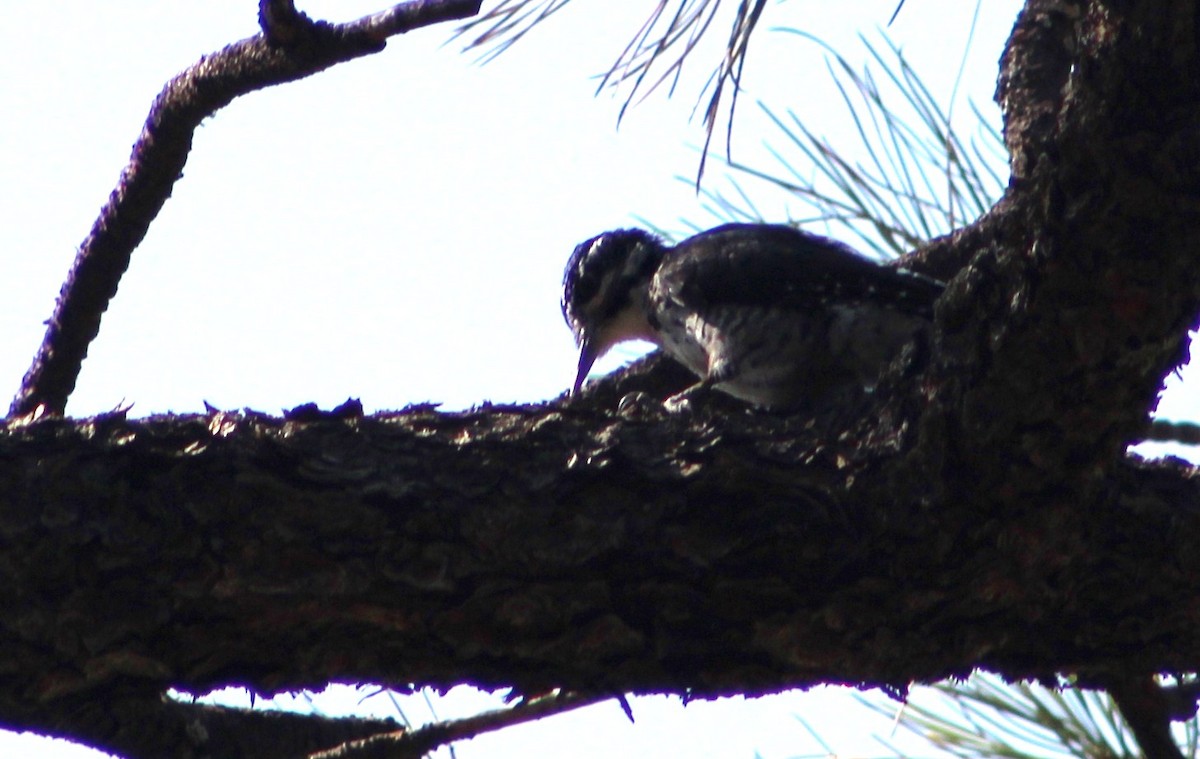 American Three-toed Woodpecker (Rocky Mts.) - ML384608771