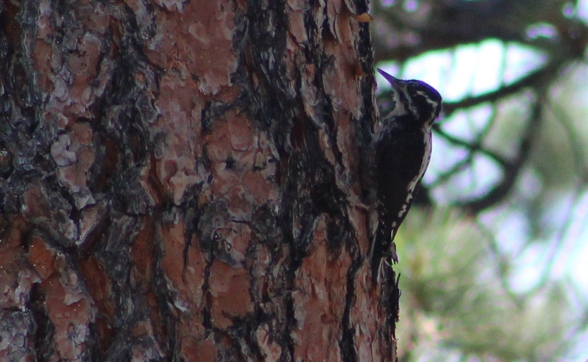American Three-toed Woodpecker (Rocky Mts.) - ML384608781