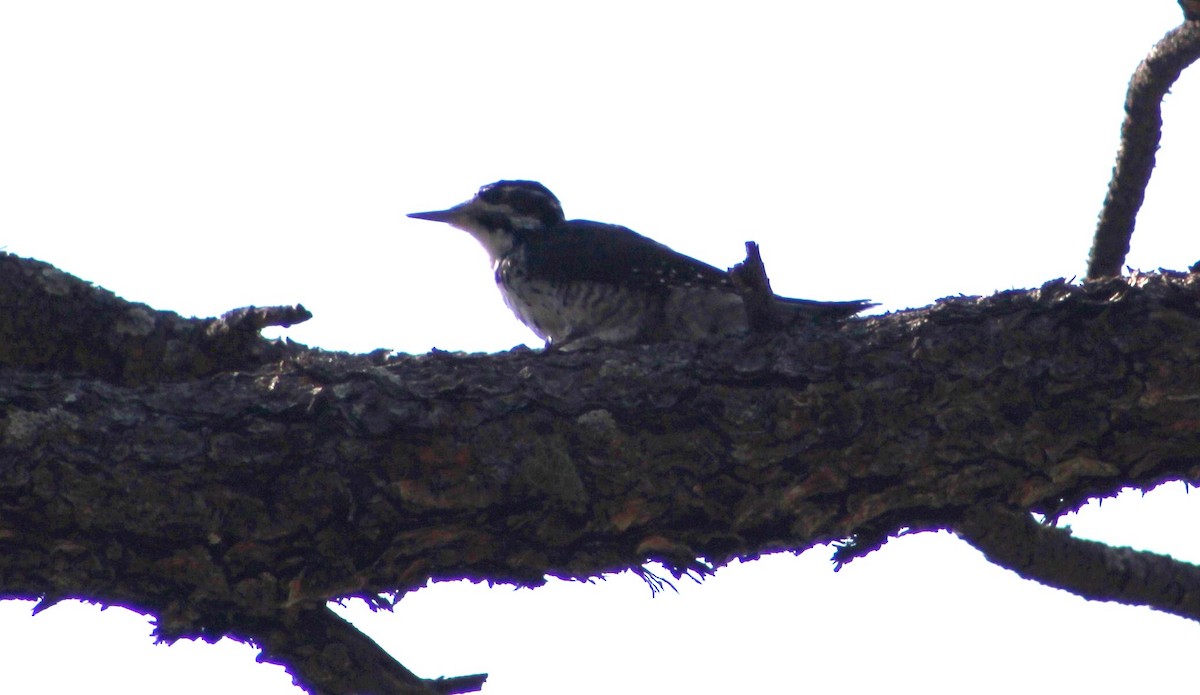 American Three-toed Woodpecker (Rocky Mts.) - ML384608791