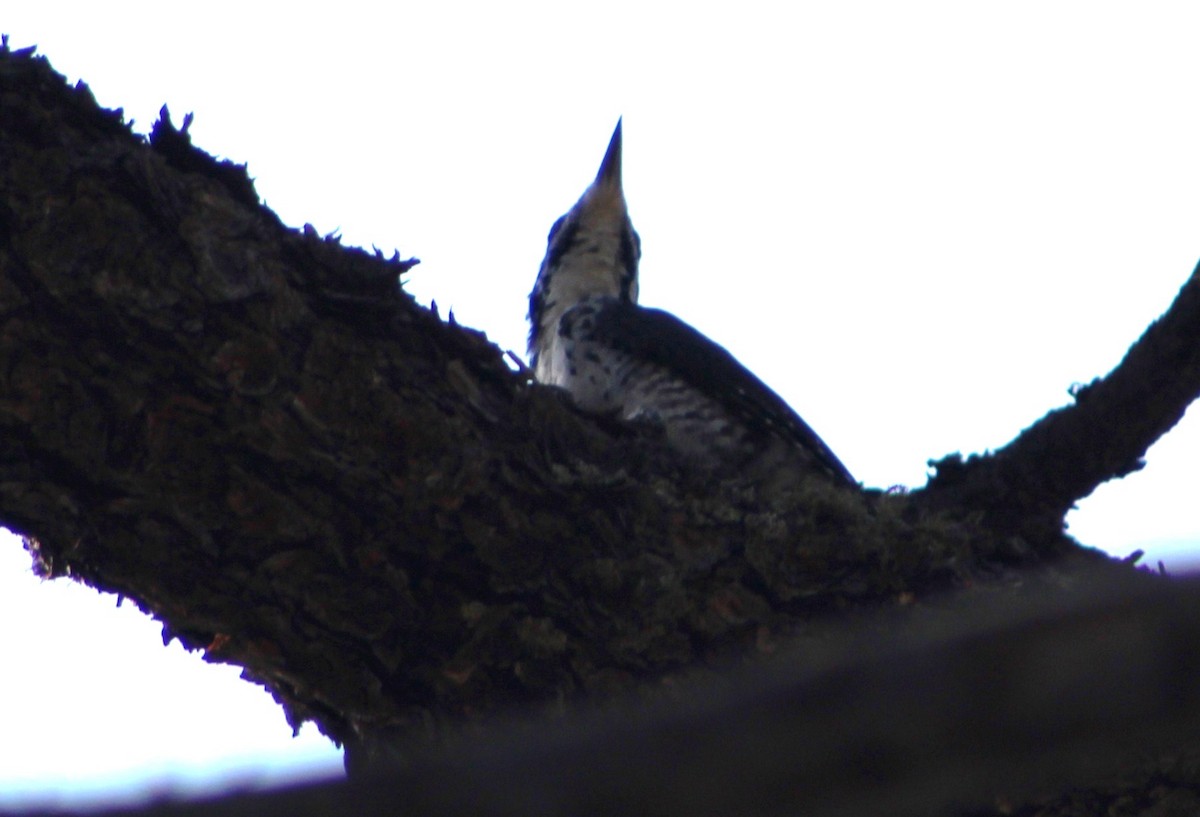 American Three-toed Woodpecker (Rocky Mts.) - ML384608801