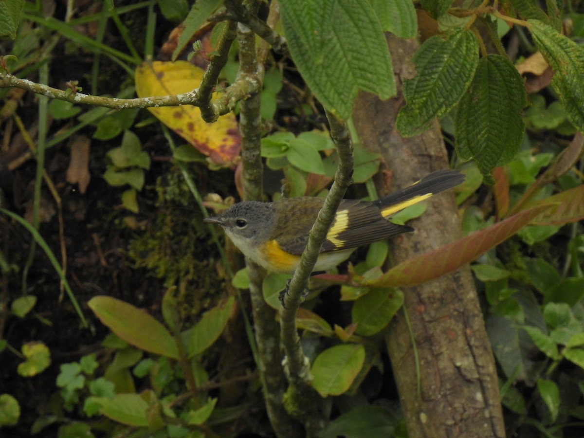 American Redstart - Julián Arbeláez Aristizábal