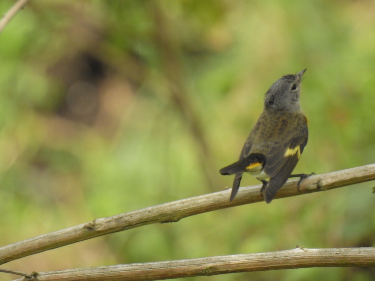 American Redstart - Julián Arbeláez Aristizábal