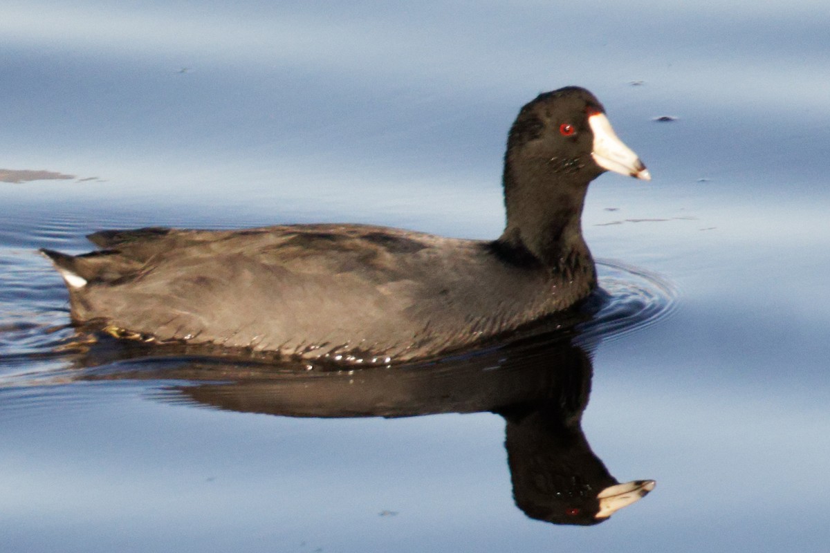 American Coot - ML384609591