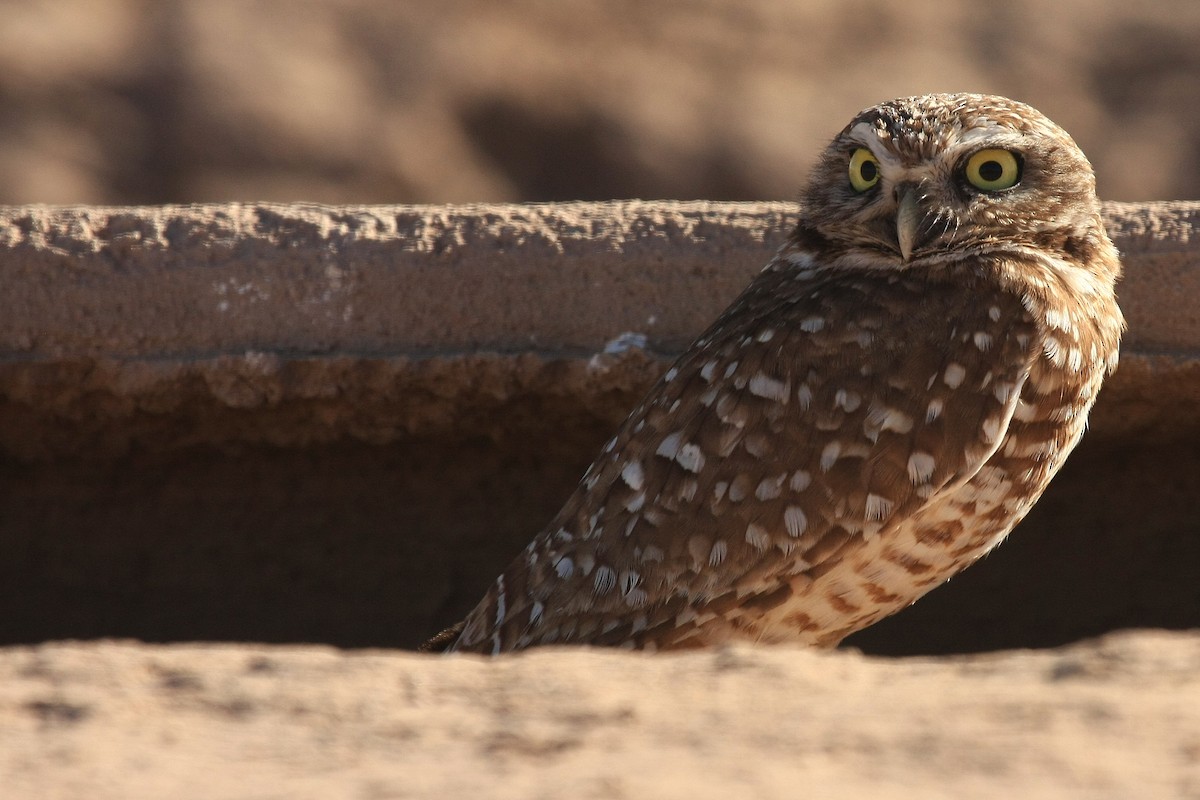 Burrowing Owl - ML38461151