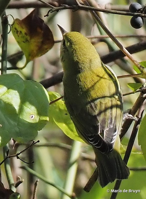 Tennessee Warbler - ML384611641