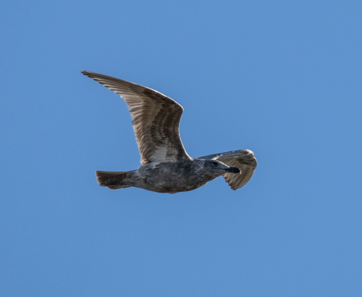 Glaucous-winged Gull - ML384613681