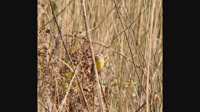 Yellow-breasted Bunting - ML384613761