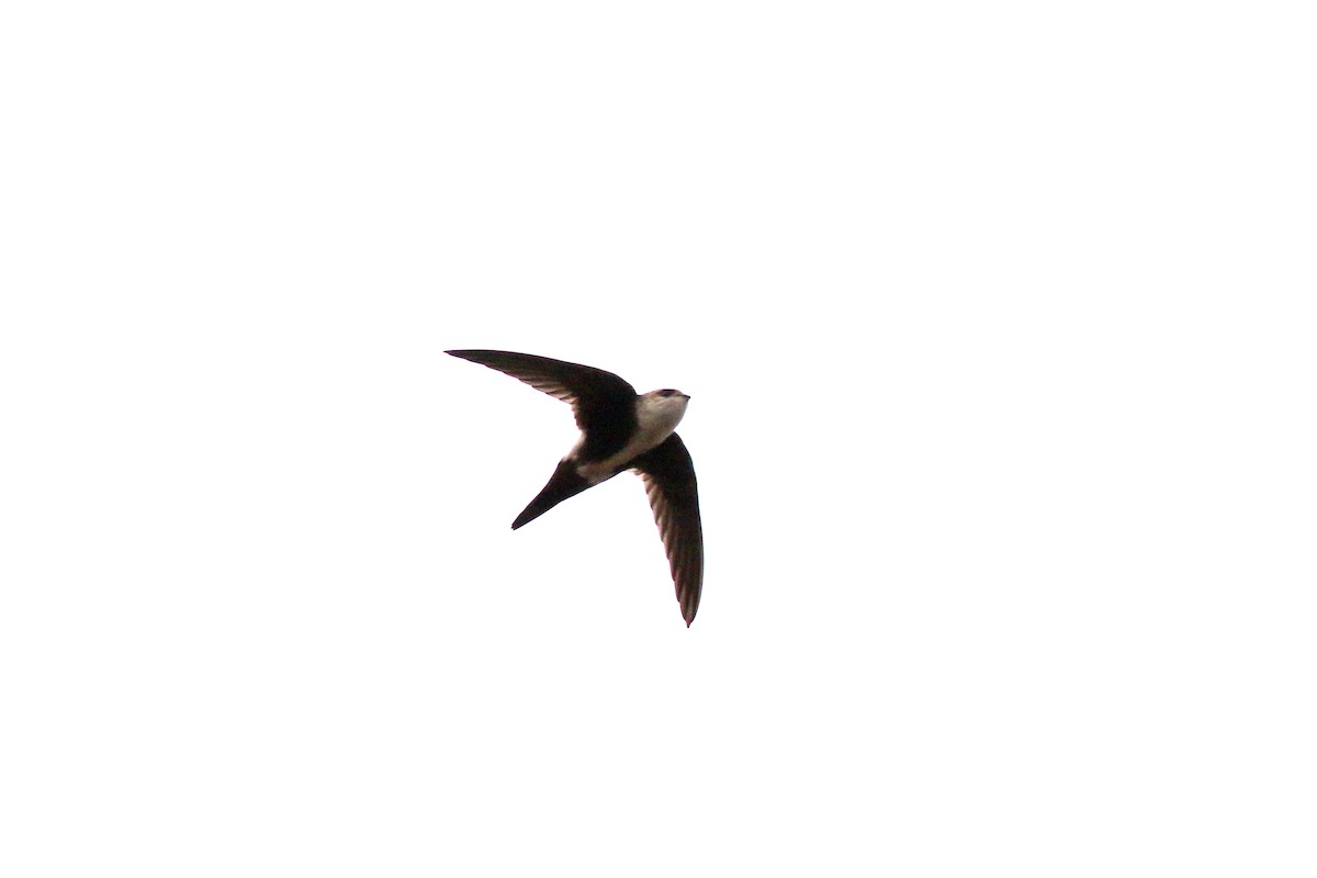 White-throated Swift - ML384614381