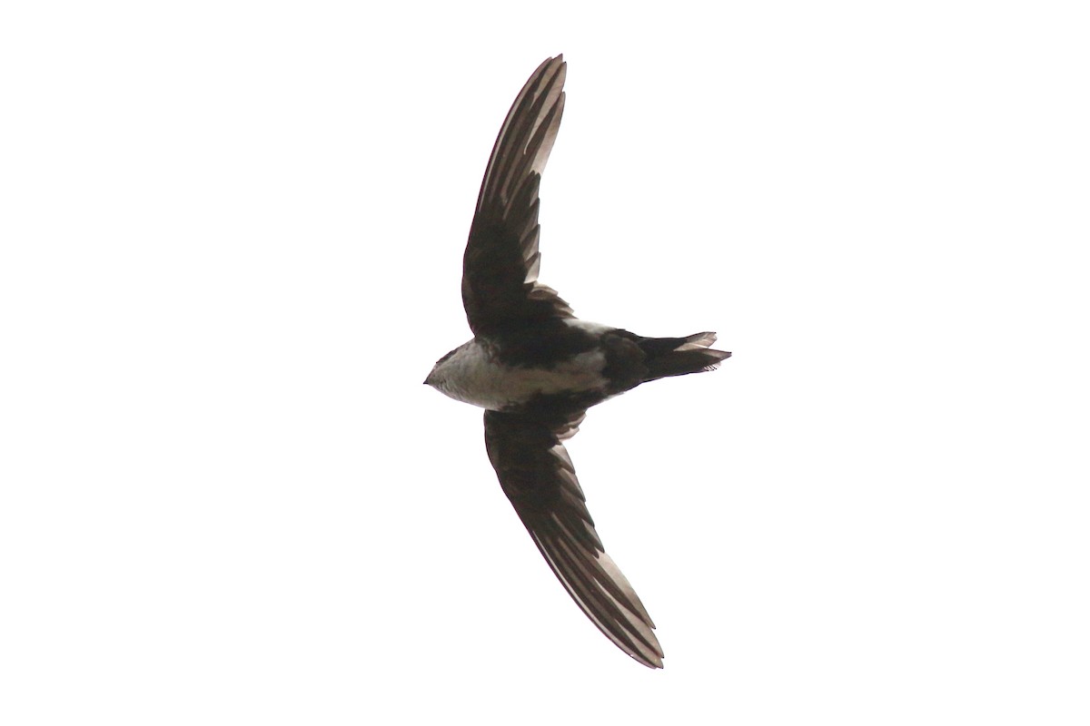 White-throated Swift - ML384614391