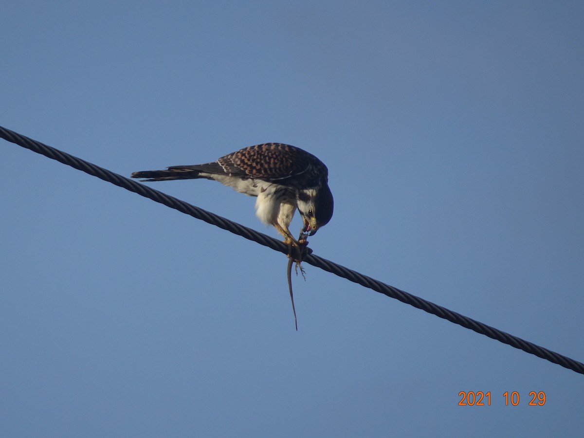 American Kestrel - ML384615781
