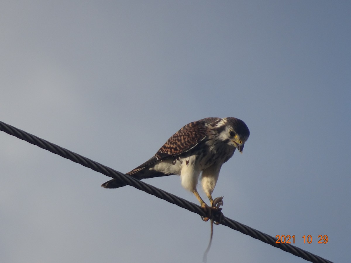 American Kestrel - ML384615801