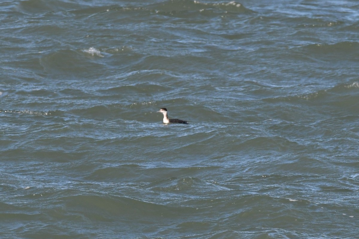 horndykker - ML384616651