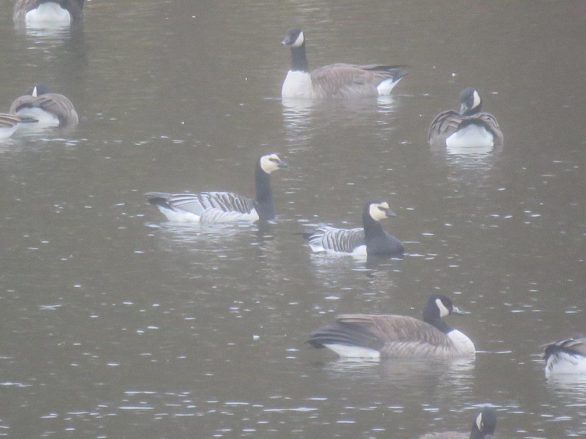 Barnacle Goose - ML38461961