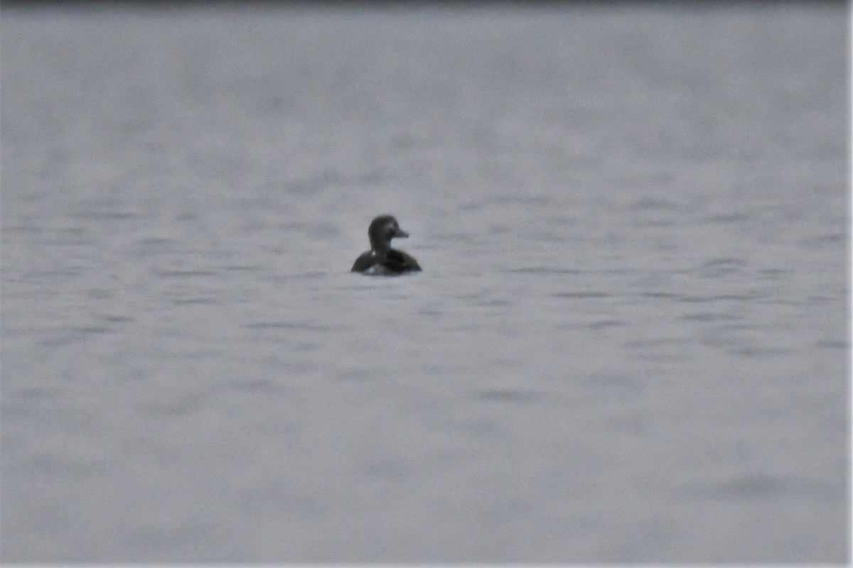 Long-tailed Duck - ML384619801