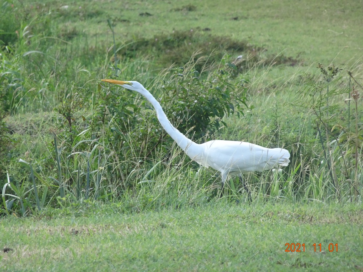 Great Egret - ML384620201
