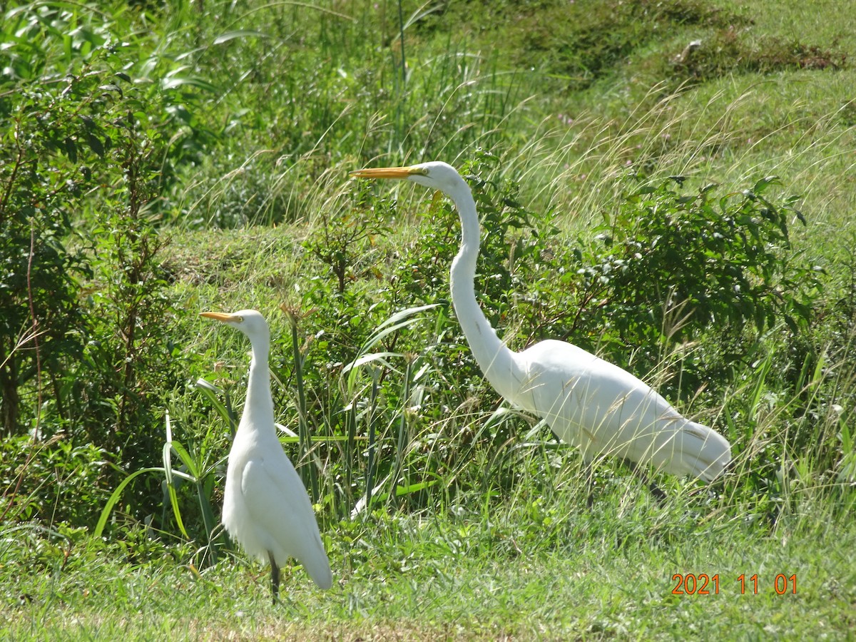 Great Egret - ML384620211