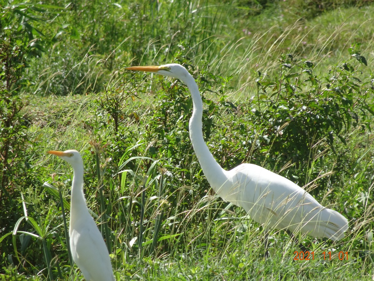 Great Egret - ML384620221