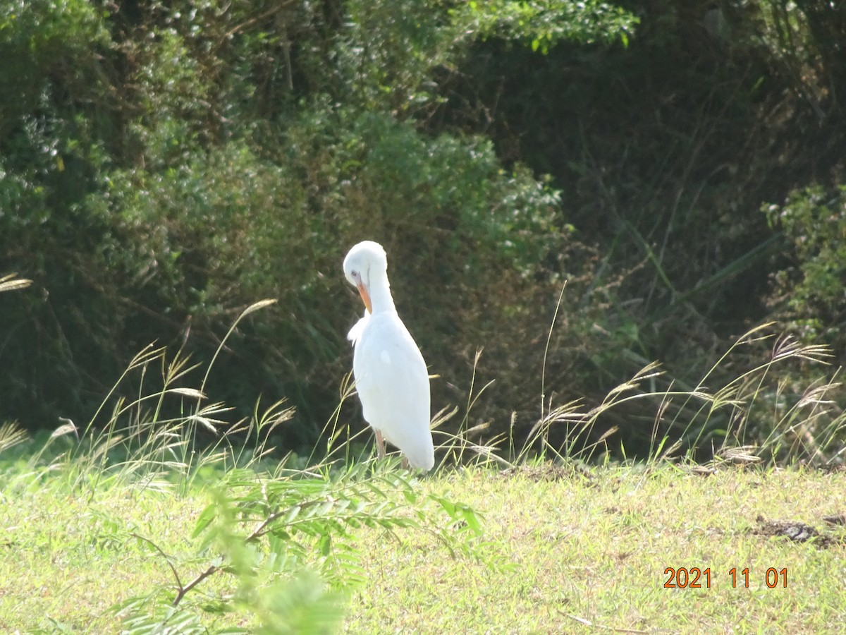 Western Cattle-Egret - ML384620331