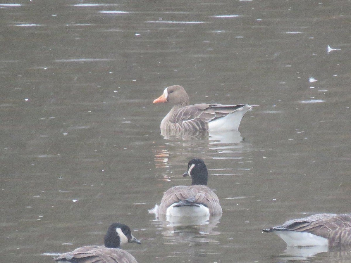 Greater White-fronted Goose - ML38462091