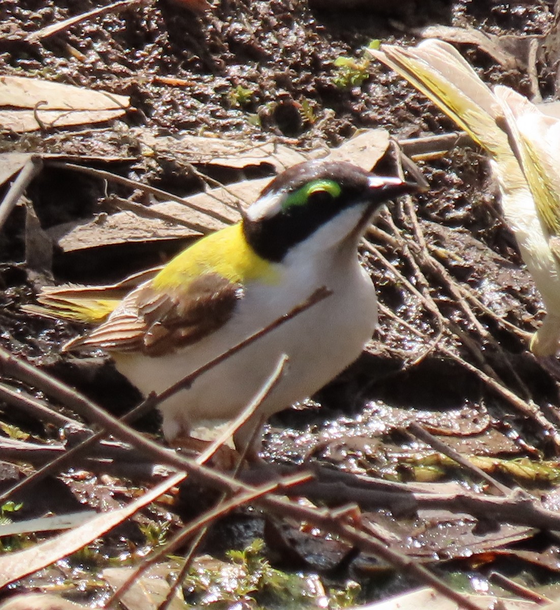 Black-chinned Honeyeater (Golden-backed) - ML384623951