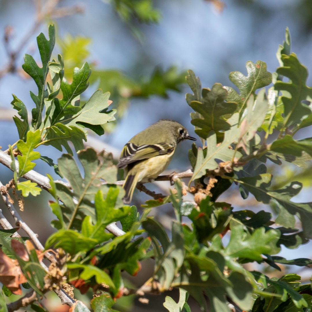 Ruby-crowned Kinglet - John Hurley