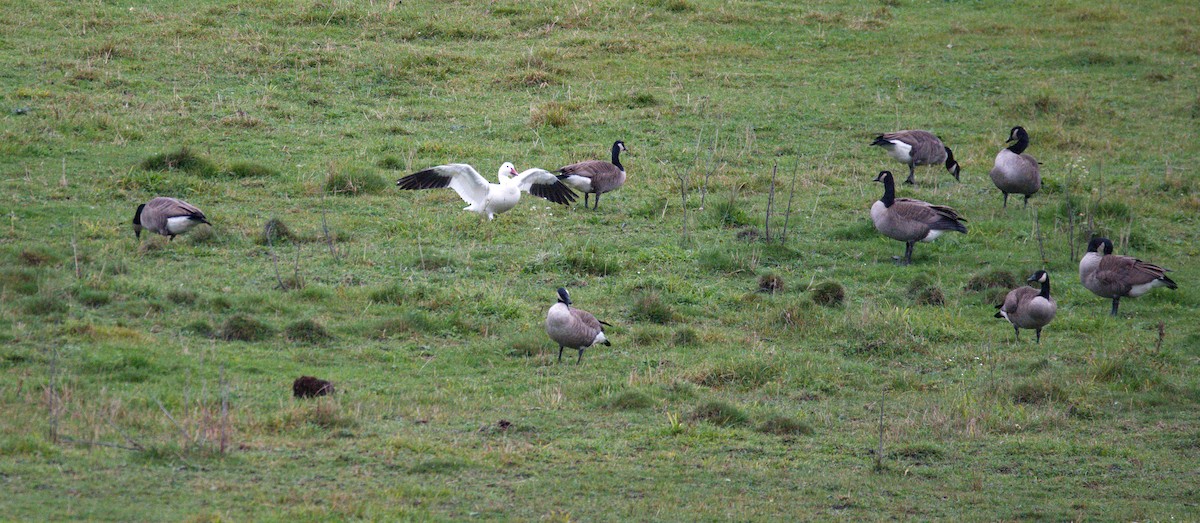 Snow Goose - Leslie Correia