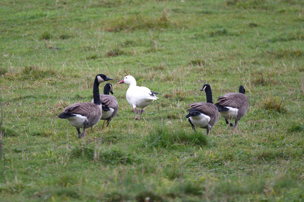 Snow Goose - ML384625871