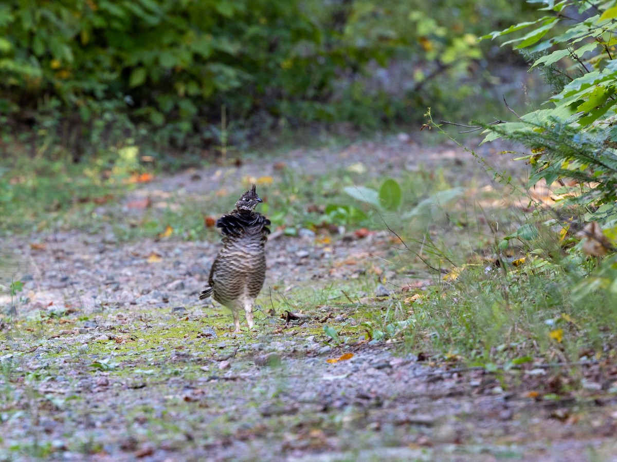 Ruffed Grouse - ML384626031