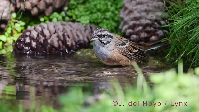 Rock Bunting - ML384626871