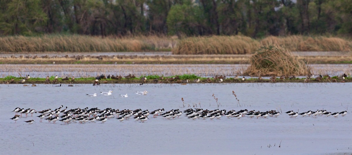 Black-necked Stilt - ML384626951