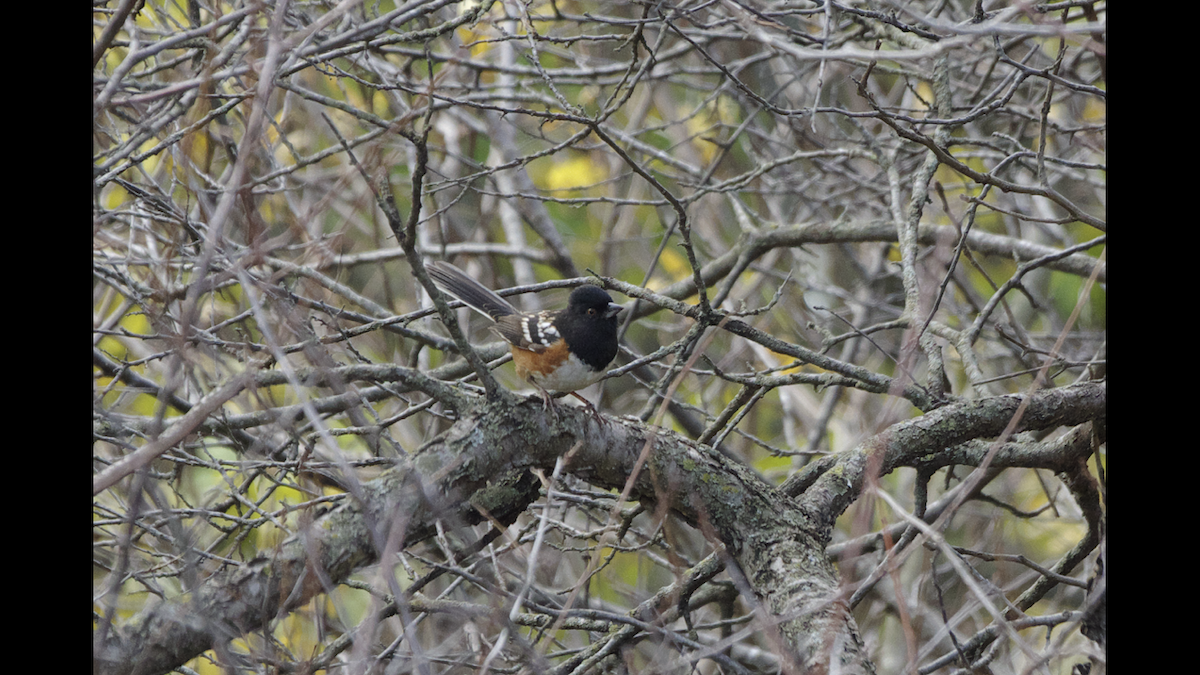 Spotted Towhee - ML384627641