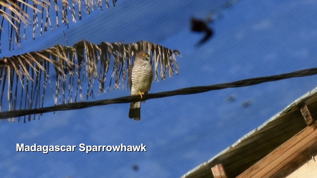 Madagascar Sparrowhawk - Murray DELAHOY