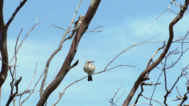 Bej Başlıklı Balkuşu - ML384631501