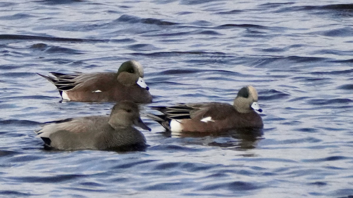 American Wigeon - Charlene Fan