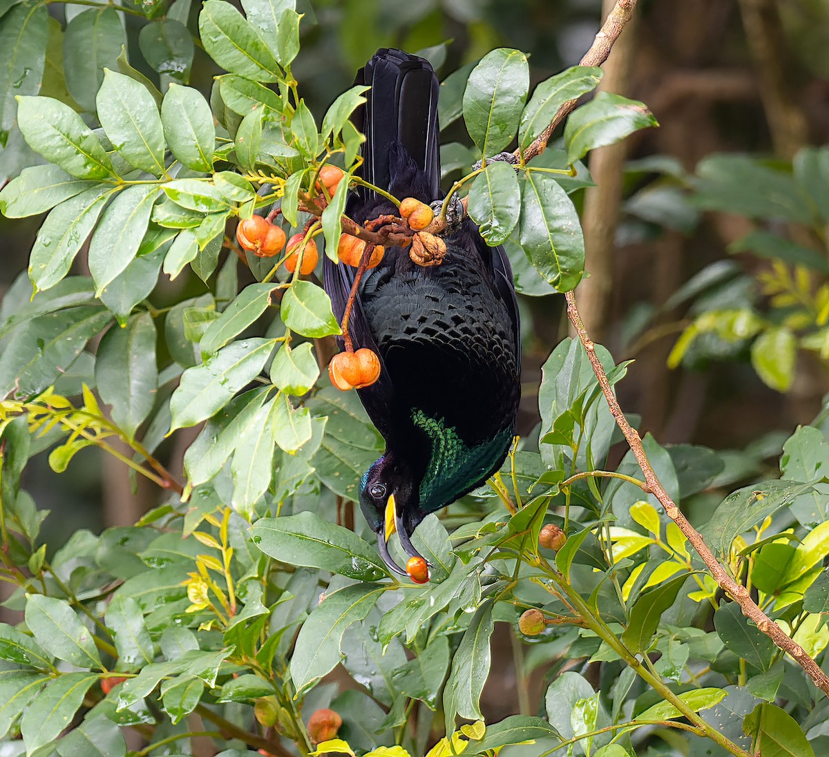 Schildparadiesvogel - ML384632191