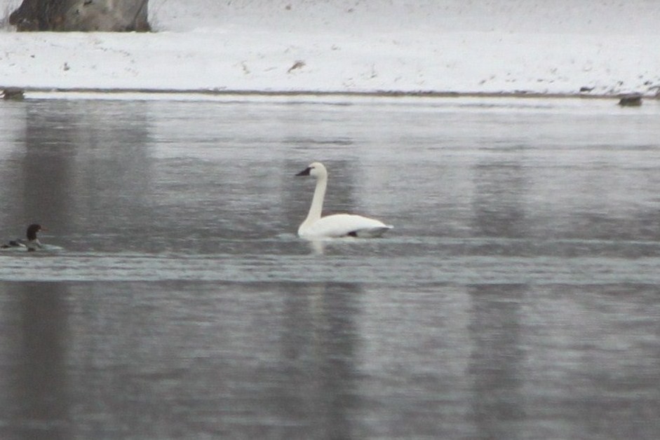 Гунгар хун - ML38463341