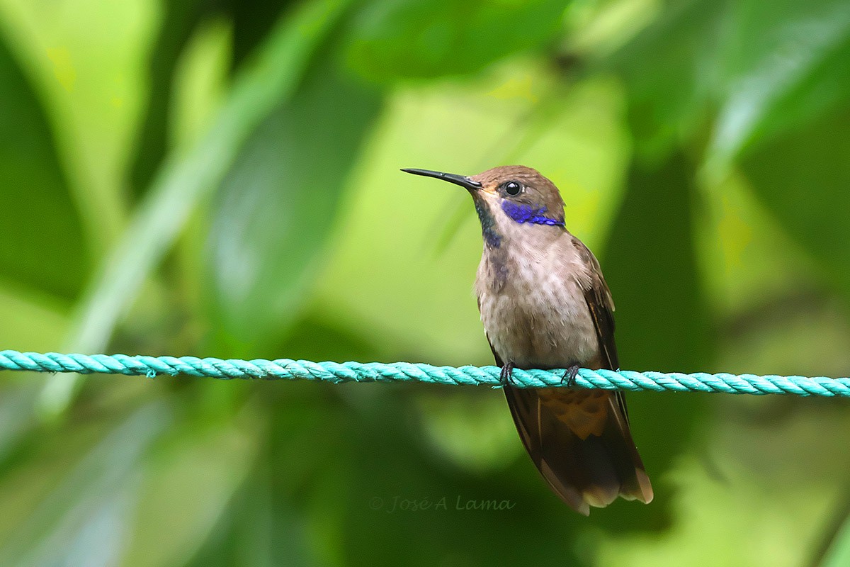 Brown Violetear - ML384635041