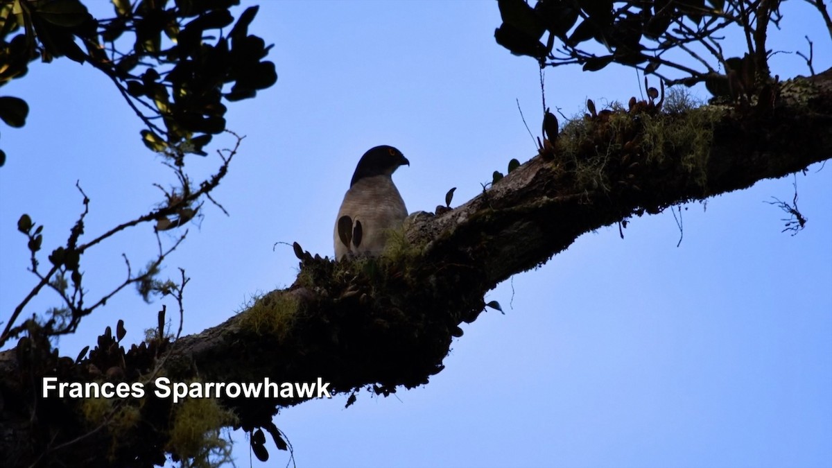 Frances's Sparrowhawk - Murray DELAHOY