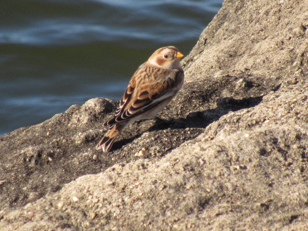 Snow Bunting - ML384638651