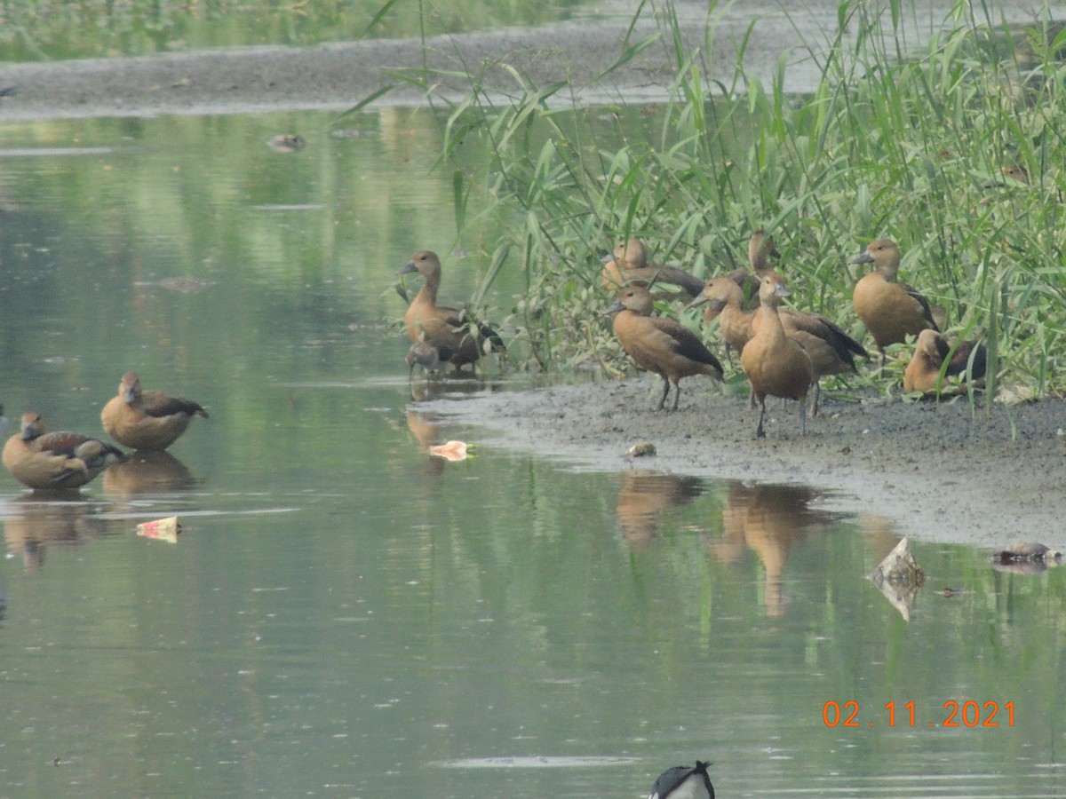 Lesser Whistling-Duck - ML384638851