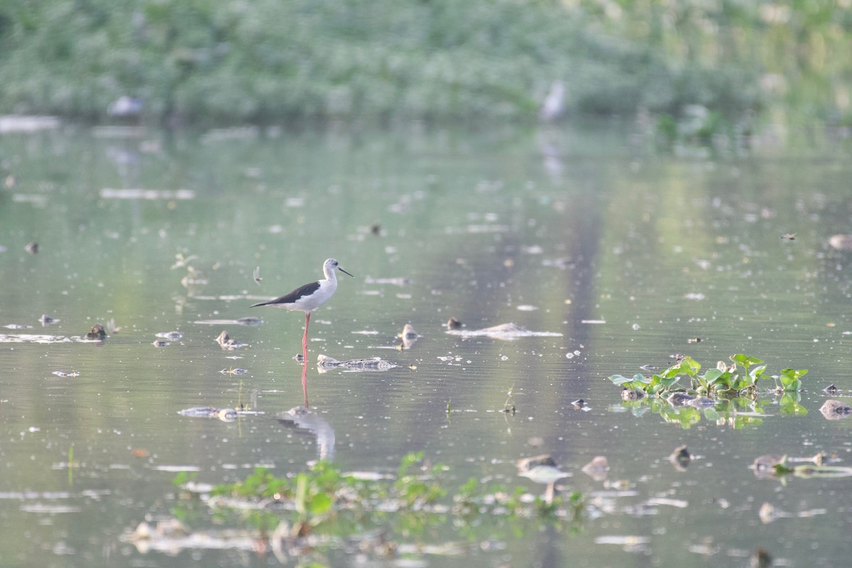 Black-winged Stilt - ML384638861