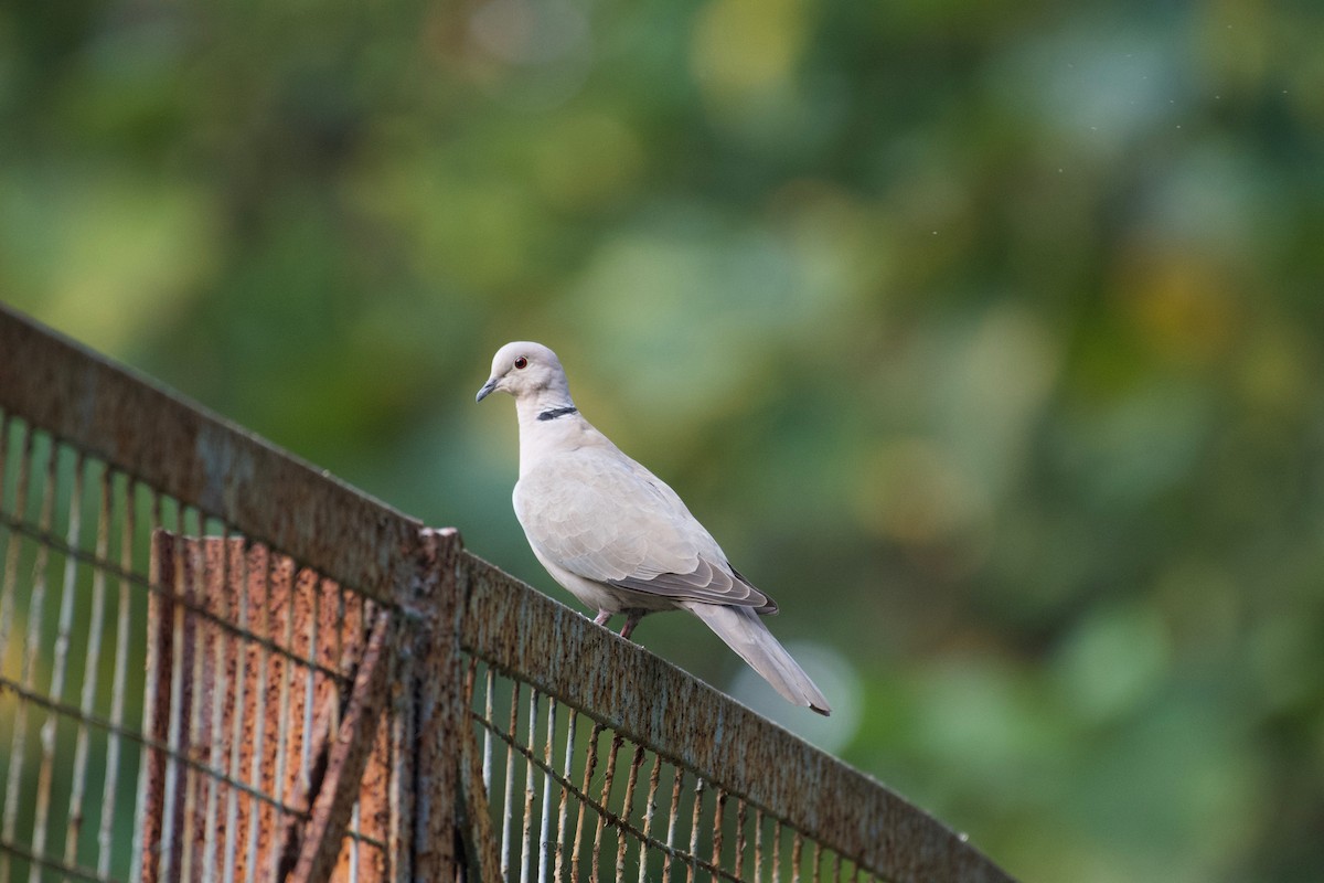 Eurasian Collared-Dove - ML384638881