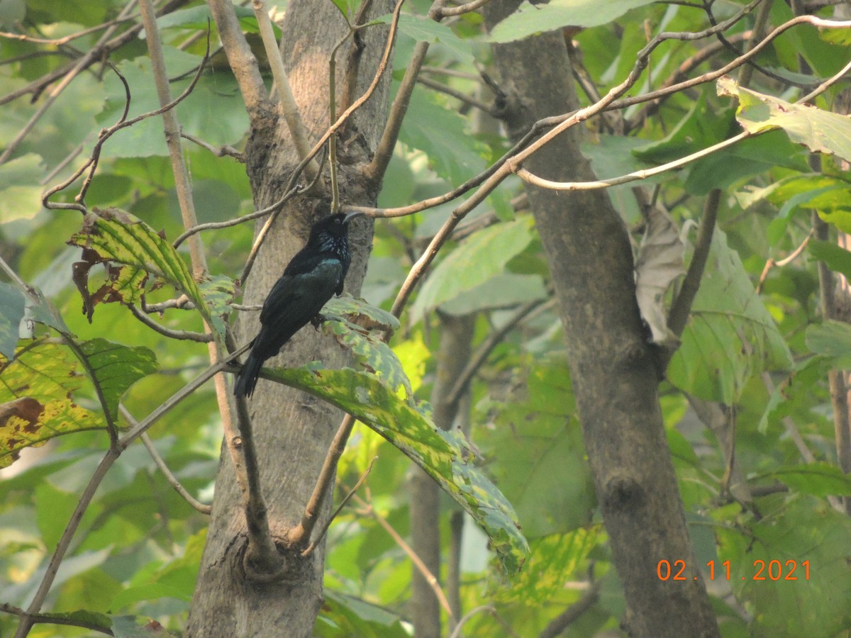 Hair-crested Drongo - ML384638891