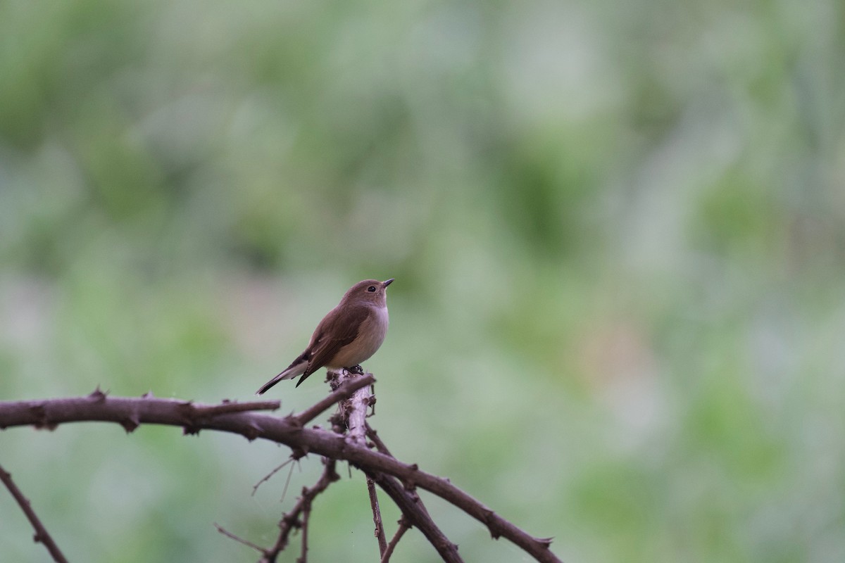Taiga Flycatcher - ML384638911