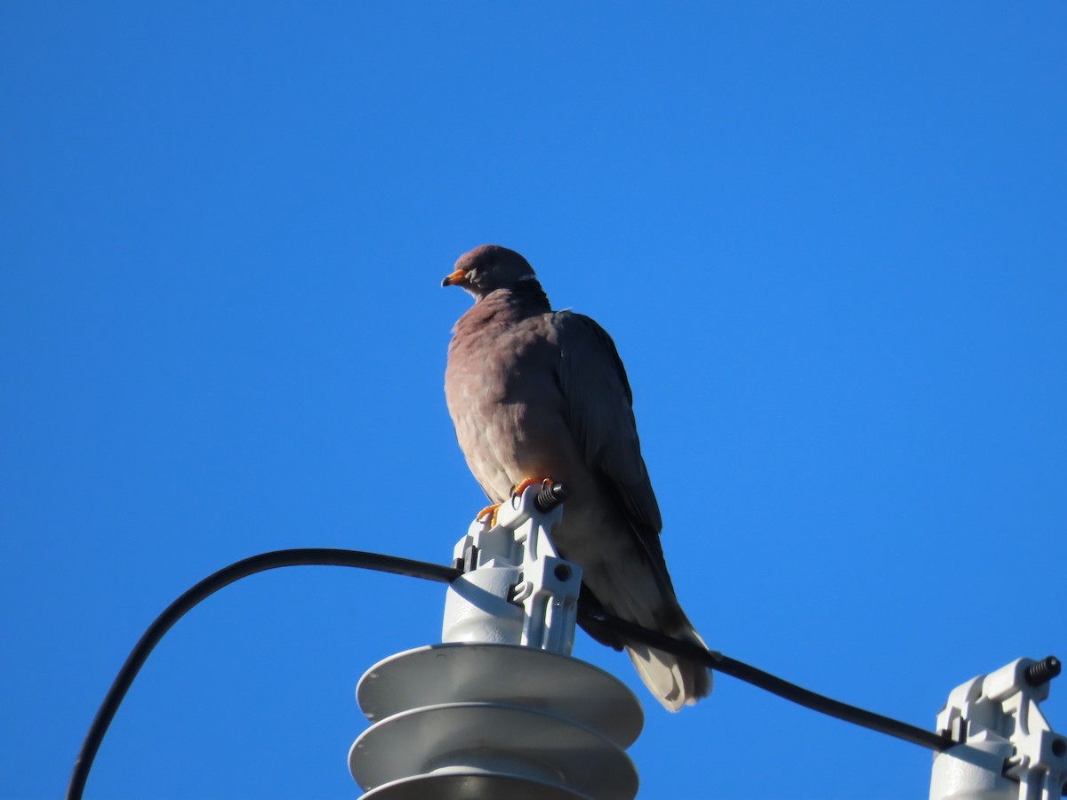 Band-tailed Pigeon - ML384639141